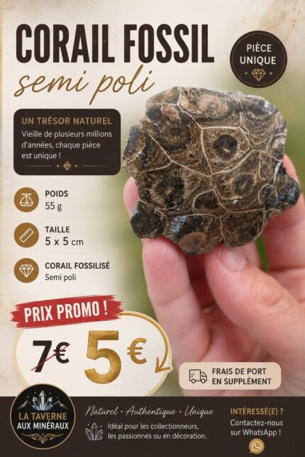Corail fossile semi-poli – 55 g – Pièce unique